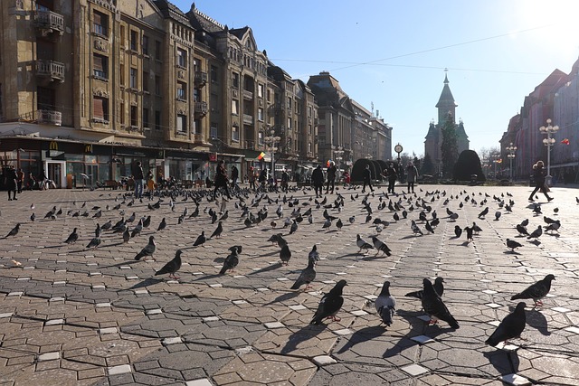 Market square in Timișoara